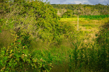 An abstract, soft-focus background of vibrant green foliage, creating a dreamy and natural blurred wallpaper texture