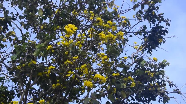 Desabrochar das flores amarelas da caatigueira, vegeta&ccedil;&atilde;o t&iacute;pica da caatinga nordestina balan&ccedil;ando ao vento