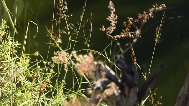 Gram&iacute;neas e grama rosa na beira de lagoa com &aacute;guas esverdeadas de movendo suavemente com a brisa do vento