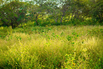 An abstract, soft-focus background of vibrant green foliage, creating a dreamy and natural blurred wallpaper texture