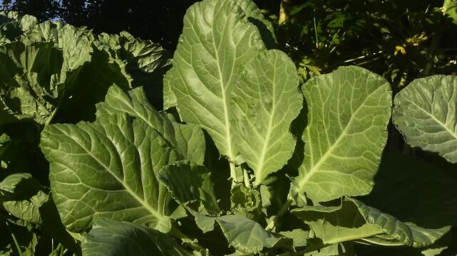 Planta&ccedil;&atilde;o de couve manteiga com folhas da planta movendo-se suavemente com a brisa da manh&atilde; 