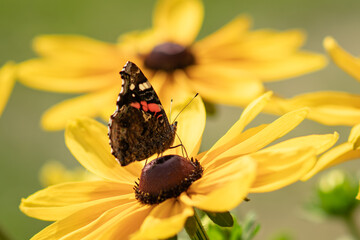 MOTYL KWIAT OWAD PRZYRODA ŻÓŁTY ROŚLINY SŁONECZNIK