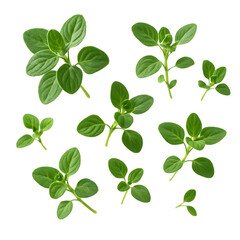 Obraz premium Fresh Oregano Leaves Isolated on White Background