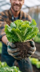 Happy Elderly Farmer Showing Green Lettuce Crop During Sustainable Agriculture Harvest