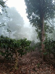 misty morning in the forest-raw image