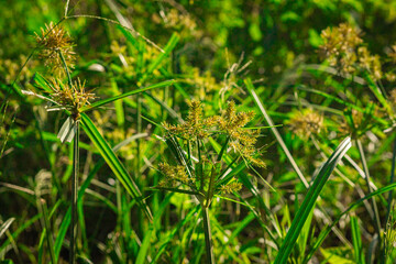 Close up of wild grass plant with yellow-green inflorescence, natural background for botany, ecology, and design projects
