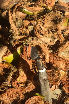 Ferramenta de descascar coco seco em meio a uma pilha de restos de casca de coco. Descacador de cocos