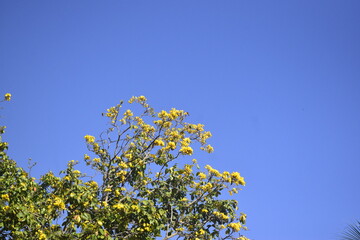 &Aacute;rvore de caatigueira florida no meu do sert&atilde;o em c&eacute;u azul