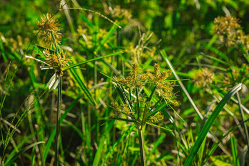 Wild grass with yellow-green flowers close up in natural field