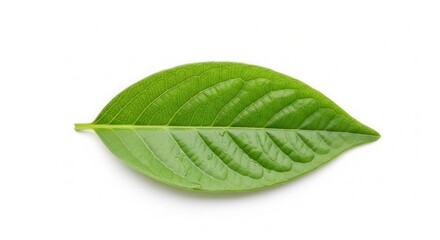 Obraz premium Detailed close-up showcasing the vibrant green leaf with intricate vein patterns, isolated on a