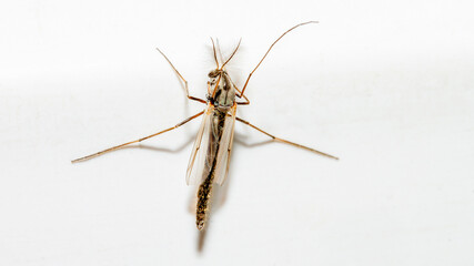 praying mantis on white background