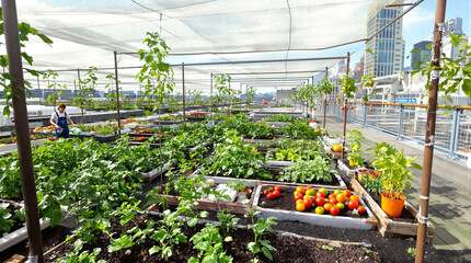 A thriving urban farm on a city rooftop, showcasing sustainable agriculture and locally grown fresh produce