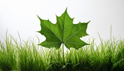 green grass maple leaf on a white background