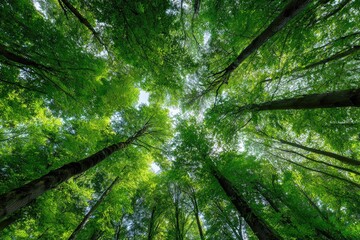 Lush green forest canopy viewed from below (2)