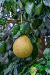 Ripe pomelo fruits hang on the trees in the citrus garden. Harvest of tropical pomelo in orchard. Pomelo is the traditional new year food in China, it gives luck. Agricultural food background