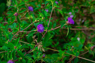 Vibrant purple Brazilian Button Flowers (Centratherum punctatum) blooming in a lush green field, a beautiful macro shot