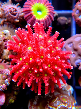Bright Red Cliona Delitrix Colonized by Zoanthids