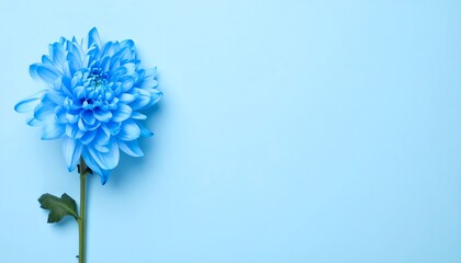 Fototapeta premium Serene Blue Chrysanthemum on Light Blue Background