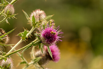 purple thistle flower