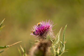 thistle flower on green background