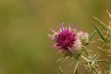 thistle flower in bloom