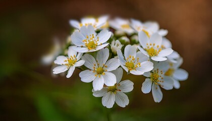 Obraz premium a cluster of small white flowers with yellow centers is sharply in focus contrasting with a blurred green and brown background suggesting a natural outdoor setting