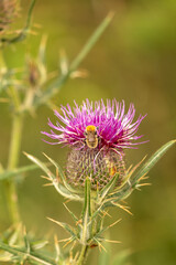 bee on thistle