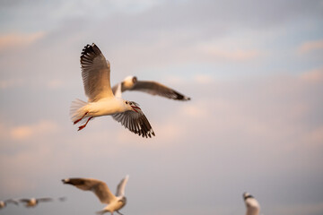 Many seagulls fleeing from the cold weather in Siberia come to Bang Pu, Samut Prakan Province, Thailand, from December to the end of March every year.