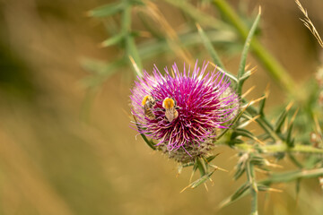 purple thistle flower