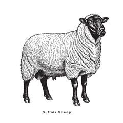 standing sheep in sketch style. Suffolk Sheep. Wool, lamb symbol. Farm animal vintage vector illustration