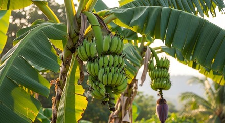 Green unripe bananas hanging from a tree with a banana blossom and large leaves in the background