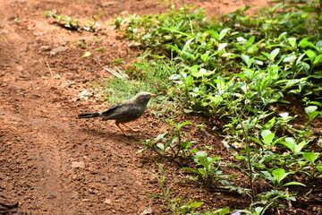 Bird Portrait Close-Up of a Jungle Babbler in Nature.
