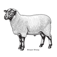 Dorper Sheep in sketch style. Wool, lamb symbol. Farm animal vintage vector illustration