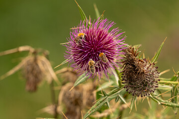 thistle in bloom