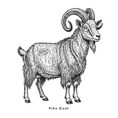 Goat farm animal sketch engraving. Kiko Goat vector illustration. Scratch board style imitation. Black and white hand drawn image.