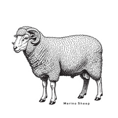 standing sheep in sketch style. Merino Sheep. Wool, lamb symbol. Farm animal vintage vector illustration