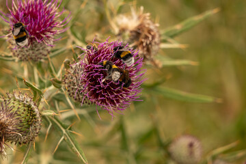 bee on thistle