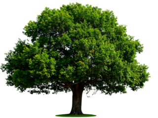 tree isolated on white background