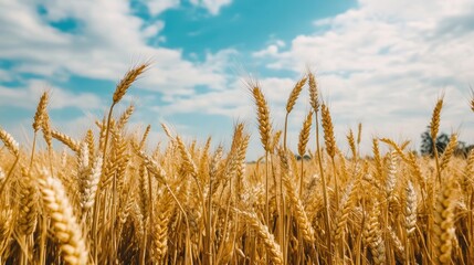 Fototapeta premium A golden wheat field stretches under a blue sky with fluffy clouds, showcasing nature's beauty and the abundance of agriculture.