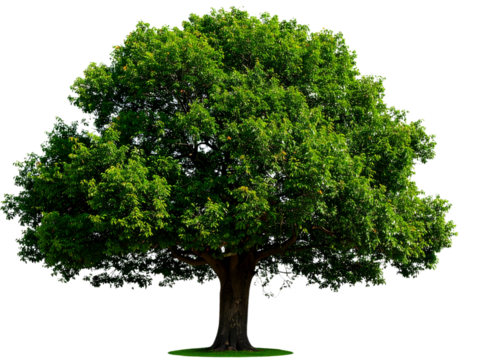 tree isolated on white background