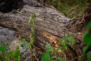 A poignant scene of a withered vine hanging over a decaying log, symbolizing the natural cycle of life and death