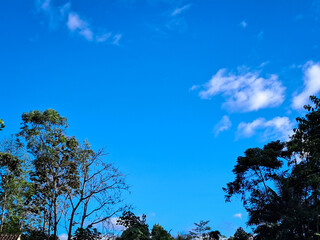 Clear Blue Sky with Trees and Light Clouds