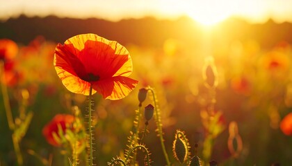 Field of poppies at sunset