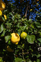 Cluster of Ripe Organic Lemons Growing in Garden Orchard 