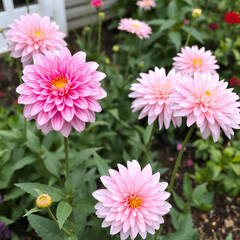 Pink decorative Dahlias Garden