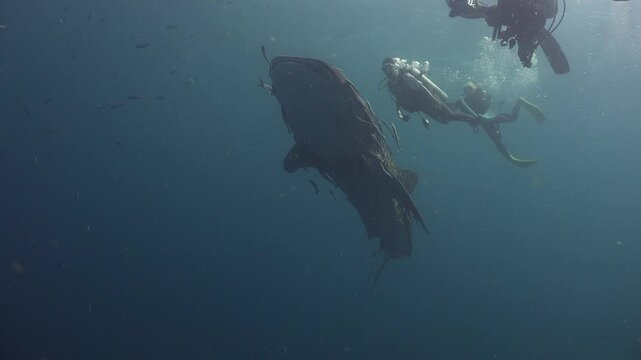 Whale shark (Rhincodon typus) swims above divers and underwater photographers, filmed from below. The shark blocks the sun, creating a sharp black silhouette in tropical ocean water.