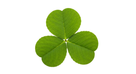 A vibrant green shamrock clover leaf symbolizing good luck and nature.