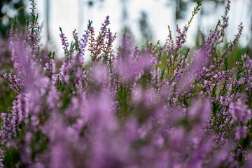 lavender field at sunset