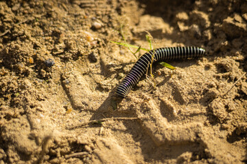 Detailed macro shot of a black millipede with white stripes crawling on sandy soil, showcasing its segmented body and legs