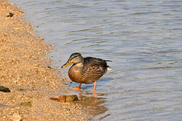 Male wild duck searching for food at the edge of a lake. Captured in shallow water, the bird is shown in its natural behavior and habitat.